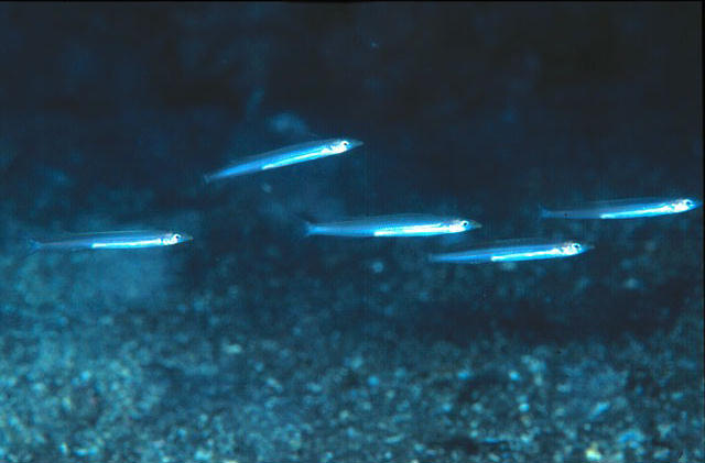 Embolichthys mitsukurii